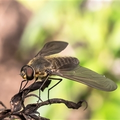 Comptosia sp. (genus) (Unidentified Comptosia bee fly) at Acton, ACT - 18 Dec 2024 by Roger