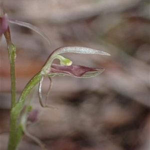 Unidentified Orchid at Yeagarup, WA by AnneG1