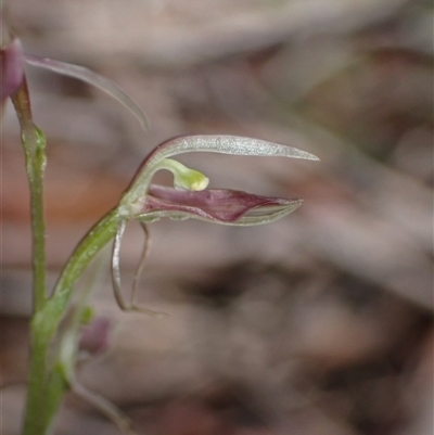 Unidentified Orchid at Yeagarup, WA - 17 Oct 2024 by AnneG1