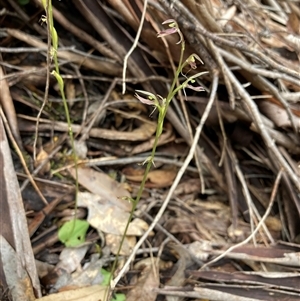 Cyrtostylis huegelii at Yeagarup, WA - suppressed