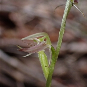 Cyrtostylis huegelii at Yeagarup, WA - suppressed