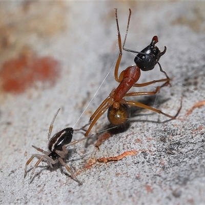 Euryopis umbilicata at Fyshwick, ACT - 17 Dec 2024 by TimL