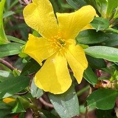 Hibbertia sp. at Yeagarup, WA - 17 Oct 2024 by AnneG1