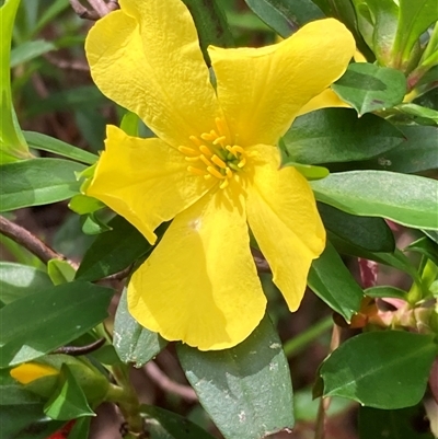 Hibbertia cuneiformis (Cutleaf Hibbertia) at Yeagarup, WA - 17 Oct 2024 by AnneG1