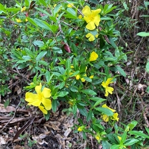 Hibbertia cuneiformis at Yeagarup, WA - 17 Oct 2024 01:57 PM