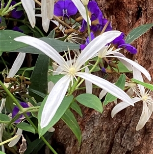 Clematis pubescens at Yeagarup, WA by AnneG1