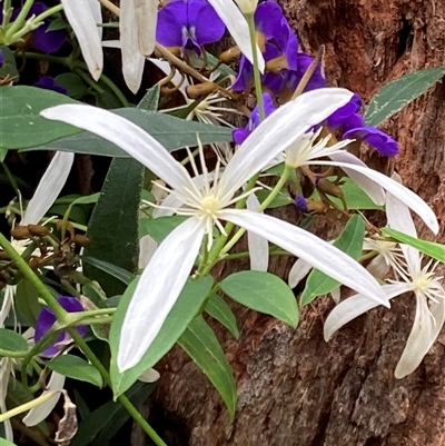 Clematis pubescens at Yeagarup, WA - 17 Oct 2024 by AnneG1