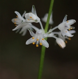 Lomandra nigricans at Yeagarup, WA - 17 Oct 2024 02:16 PM