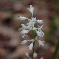 Lomandra nigricans at Yeagarup, WA - 17 Oct 2024 02:16 PM