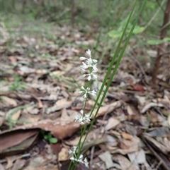 Lomandra nigricans at Yeagarup, WA - 17 Oct 2024 02:16 PM