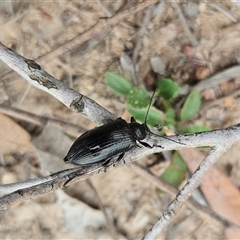 Homotrysis lugubris (Darkling beetle) at Whitlam, ACT - 18 Dec 2024 by sangio7