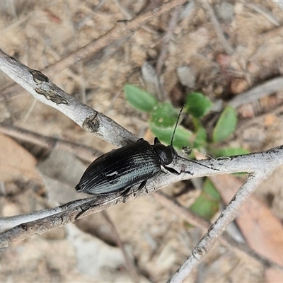 Homotrysis lugubris (Darkling beetle) at Whitlam, ACT - 18 Dec 2024 by sangio7