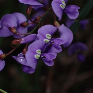 Hardenbergia comptoniana at Yeagarup, WA by AnneG1