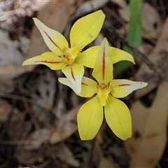 Caladenia flava at Yeagarup, WA - 17 Oct 2024 by AnneG1