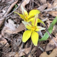 Caladenia flava at Yeagarup, WA - suppressed