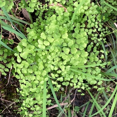 Adiantum aethiopicum (Common Maidenhair Fern) at Yeagarup, WA - 17 Oct 2024 by AnneG1