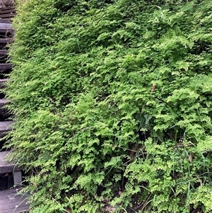 Adiantum aethiopicum at Yeagarup, WA - suppressed