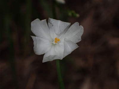 Orthrosanthus laxus (Morning Iris) at Yeagarup, WA - 17 Oct 2024 by AnneG1