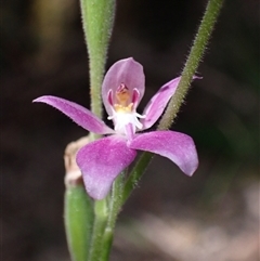 Caladenia latifolia at Yeagarup, WA - 17 Oct 2024 by AnneG1