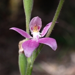 Caladenia latifolia at Yeagarup, WA - suppressed
