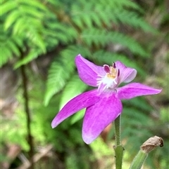 Caladenia latifolia at Yeagarup, WA - 17 Oct 2024