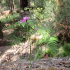 Caladenia latifolia at Yeagarup, WA - 17 Oct 2024