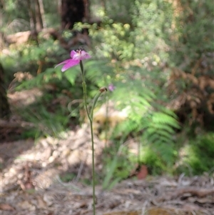 Caladenia latifolia at Yeagarup, WA - 17 Oct 2024