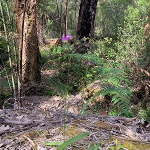 Caladenia latifolia at Yeagarup, WA - suppressed
