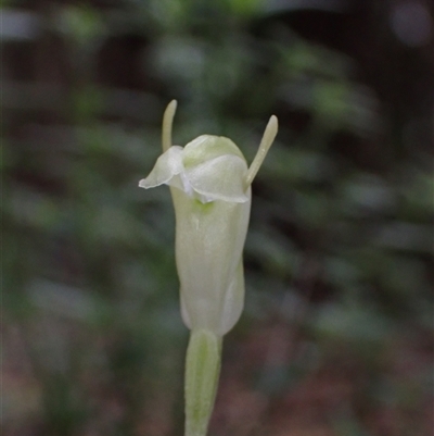 Pterostylis ectypha (Thick-Sepaled Snail Orchid) at Windy Harbour, WA - 18 Oct 2024 by AnneG1