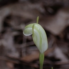 Pterostylis ectypha at Windy Harbour, WA - suppressed