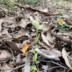 Pterostylis ectypha at Windy Harbour, WA - suppressed