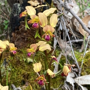 Diuris jonesii at Windy Harbour, WA - 18 Oct 2024