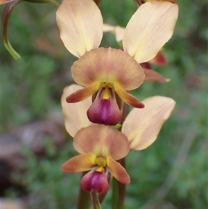 Diuris jonesii at Windy Harbour, WA - 18 Oct 2024