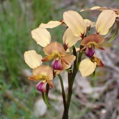 Diuris jonesii at Windy Harbour, WA - 18 Oct 2024