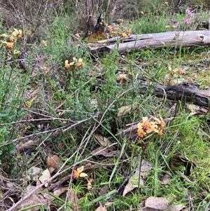 Diuris jonesii at Windy Harbour, WA - 18 Oct 2024