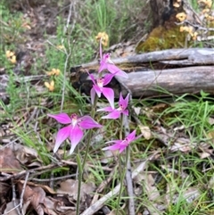 Caladenia latifolia (Pink Fairies) at Windy Harbour, WA - 18 Oct 2024 by AnneG1