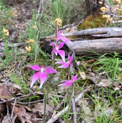 Caladenia latifolia at Windy Harbour, WA - 18 Oct 2024 by AnneG1