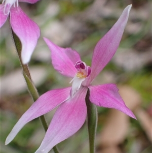 Caladenia latifolia at Windy Harbour, WA - 18 Oct 2024