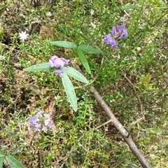 Glycine clandestina at Tantawangalo, NSW - 17 Dec 2024 by mahargiani