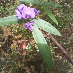 Glycine clandestina at Tantawangalo, NSW - 18 Dec 2024 10:47 AM