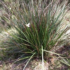 Diplarrena moraea at Tantawangalo, NSW - 17 Dec 2024 by mahargiani