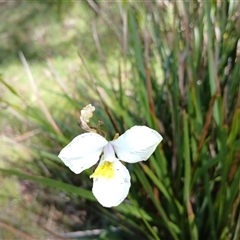 Diplarrena moraea at suppressed - suppressed