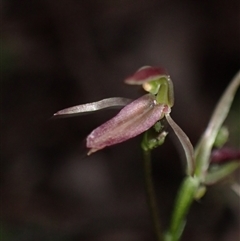 Cyrtostylis robusta at Windy Harbour, WA - 18 Oct 2024 by AnneG1