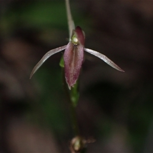 Cyrtostylis robusta at Windy Harbour, WA - suppressed