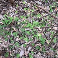 Cyrtostylis robusta at Windy Harbour, WA - suppressed