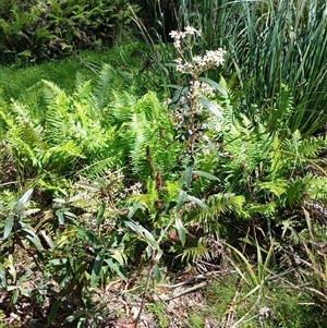 Olearia megalophylla (Large-leaf Daisy-bush) at Tantawangalo, NSW by mahargiani