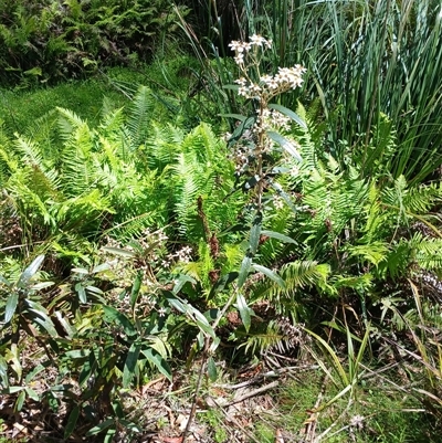 Olearia megalophylla at Tantawangalo, NSW - 17 Dec 2024 by mahargiani