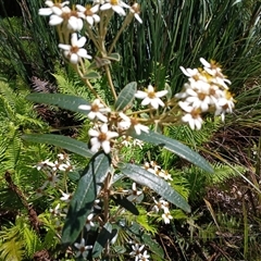 Olearia megalophylla at Tantawangalo, NSW - 18 Dec 2024 10:55 AM