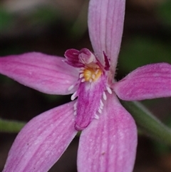 Caladenia latifolia (Pink Fairies) at Windy Harbour, WA - 18 Oct 2024 by AnneG1