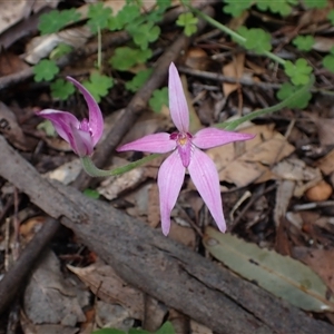 Caladenia latifolia at Windy Harbour, WA - suppressed